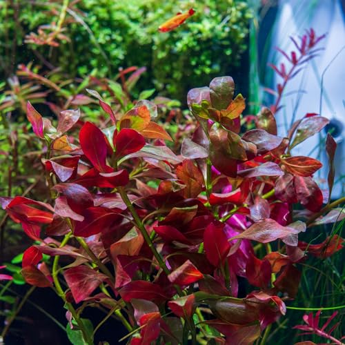 Live Plant Ludwigia Ovalis (Lead Bunch - 1 Pack / Ludwigia Ovalis)
