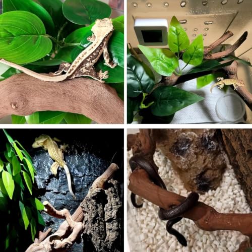 2PCS Reptile Wood Branches Decor (2Pcs 9.8in Grapewood Branches)