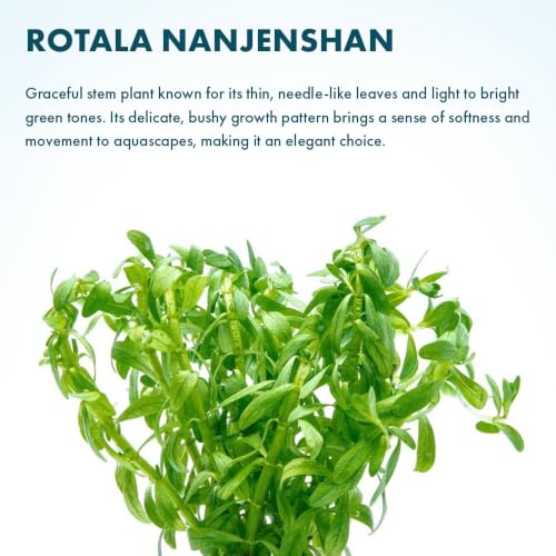 Live Aquarium Stem Plants (Lead Bunch / Rotala Nanjenshan)
