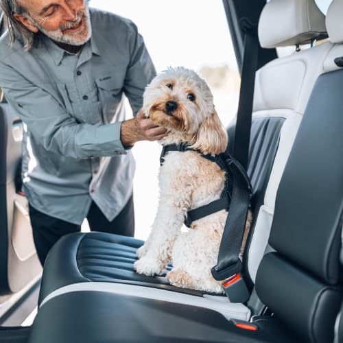 Cappy Dog Harness S (Small)