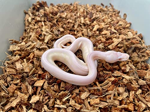 BabiChip Coconut Chip Substrate for Reptiles 4 Pack of 36 Quart Loose Small Sized Coco Husk Chip Bedding for Ball Pythons (36 quart (4 pack))
