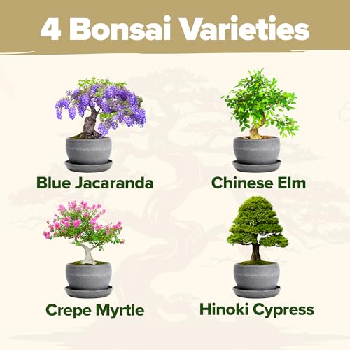 Bonsai Tree Starter Kit