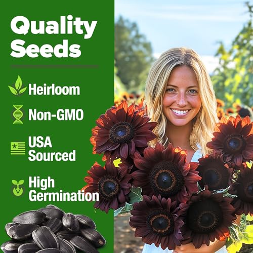 Chocolate Cherry Sunflower Seeds