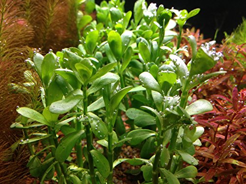 Potted Live Aquarium Plants (Moneywort)