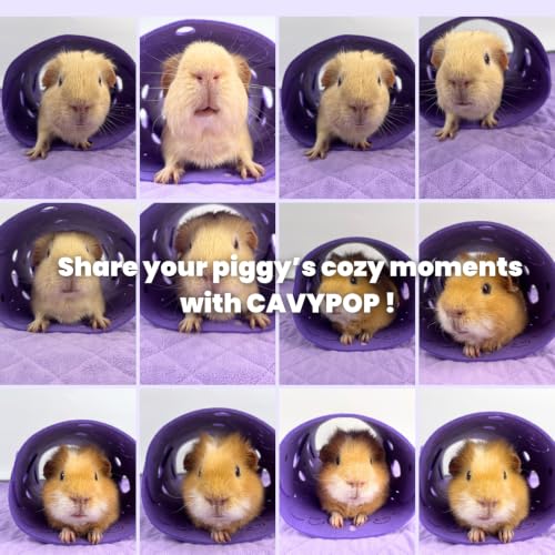 Guinea Pig Tunnel (Purple)