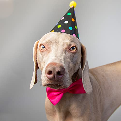 Dog Collar Bowties (Large)