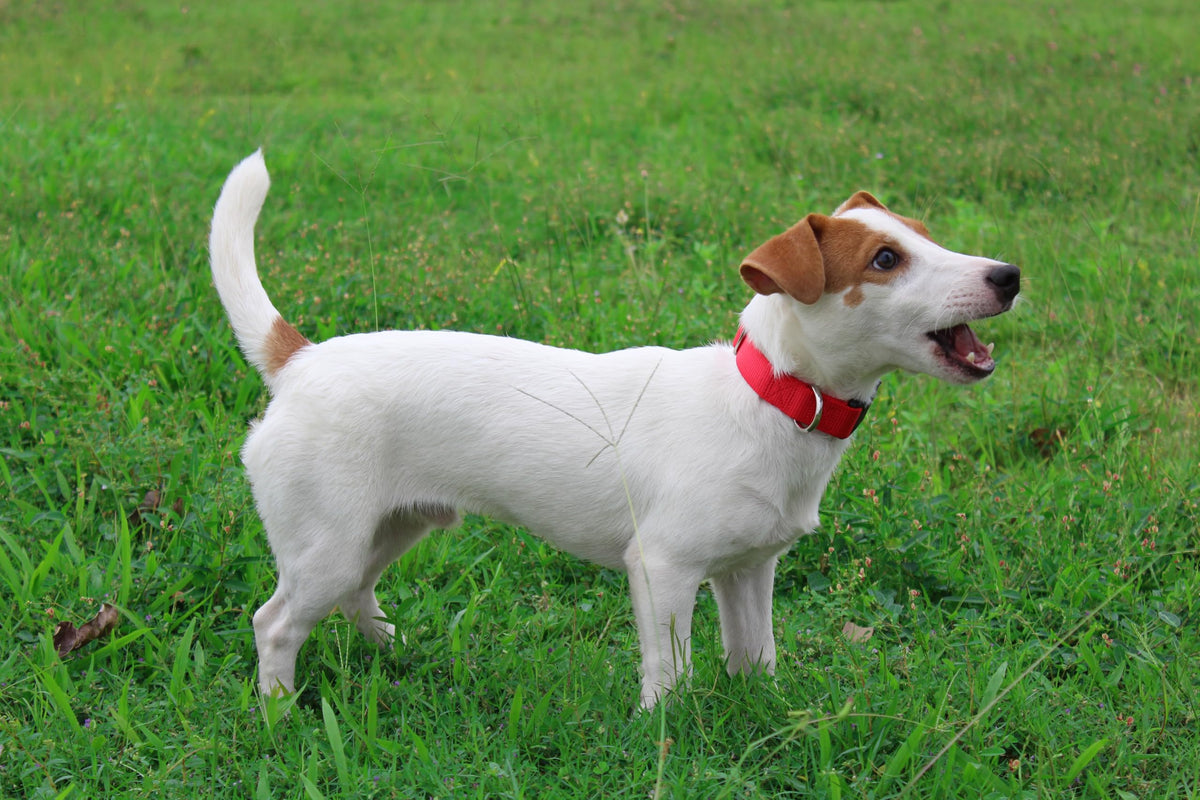 Nylon Dog Collar with Quick Release Buckle Soft Adjustable Sturdy for Small Medium Large Dogs Red (Red / L：17.5"-25.5")