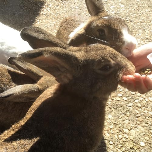 Bunny Treats Treat Box with 15 Kind of Snacks for Rabbit