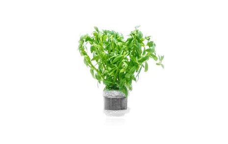 Live Aquarium Stem Plants (Pot - 1 Pack / Staurogyne Porto Velho)