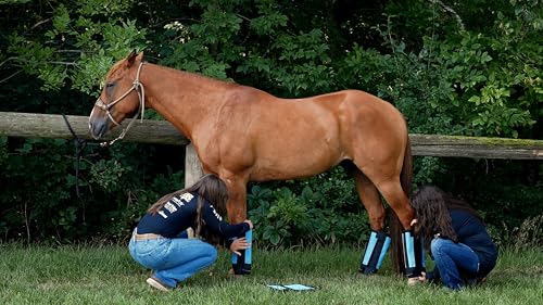 Warrior Fly Boots for Horses (Lil Warrior / Gray)