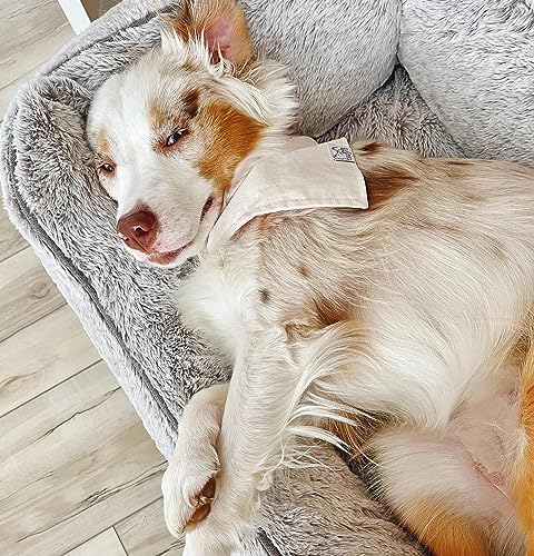Luxury Aesthetic Dog Bed with Extra Cover for Small Dogs (Soft White / Small)