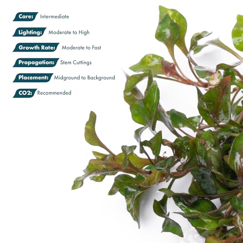 Alternanthera Bettzickiana (Lead Bunch - 4 Pack / Alternanthera Bettzickiana Red)