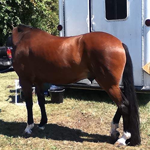 Horse Tail Extensions with Braided Horsehair Loop (1 LB (34"-36") / Jet Black)