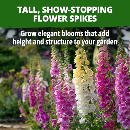Foxglove Excelsior Mix 8000 Flower Seeds Digitalis purpurea