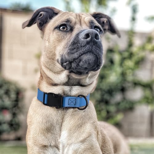 Biothane Waterproof Dog Collar with Quick Release Buckle Strong Coated Nylon Webbing with Odor (3/4"W by 12-19"L / Cerulean Blue)