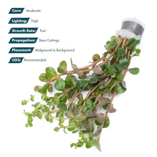 Live Plant Rotala Mexicana (Lead Bunch - 1 Pack / Rotala Mexicana)