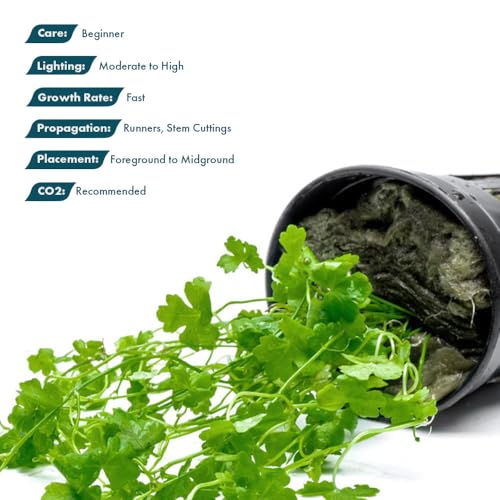 Hydrocotyle Tripartita 'Japan' Live Aquarium Plant for Freshwater Planted Fish Tanks (Pot / Hydrocotyle Tripartita)