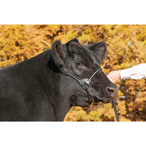 Weaver Leather Livestock Black Magic Show Halter (Medium / Black)