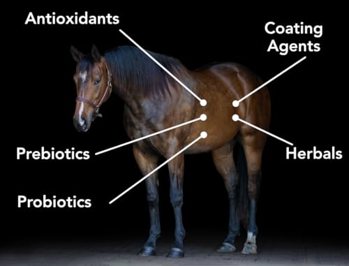 Gastro-Plex - Supports Gut Health and Hindgut Digestion in Horses (3lb)