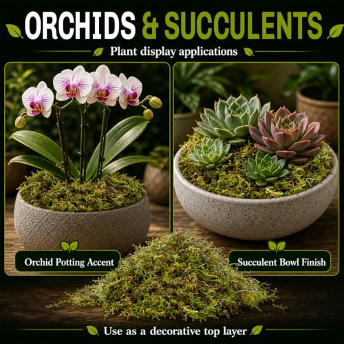 Sphagnum Moss for Reptiles (5 Ounces / Green)