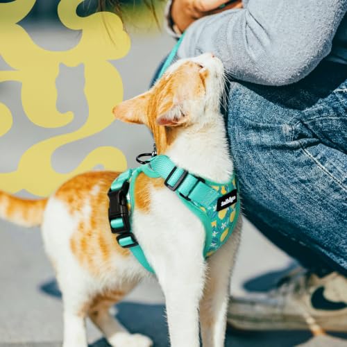 Cat Harness and Leash Set (Xxs / Lemon Grove)