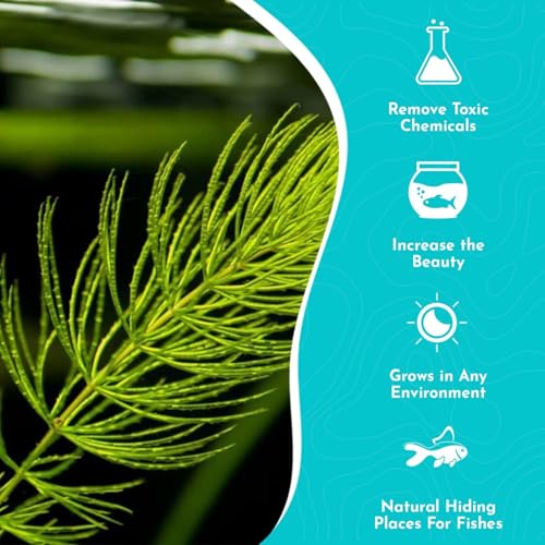 Hornwort Aquarium Plant (1 Pack)