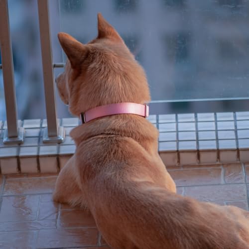 Pink Dog Collar for Large Dogs (Large / Bonbon Pink)