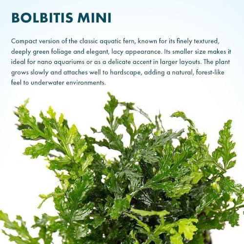 Mini Bolbitis Baby Leaf (Pot - 1 Pack / Bolbitis Mini)