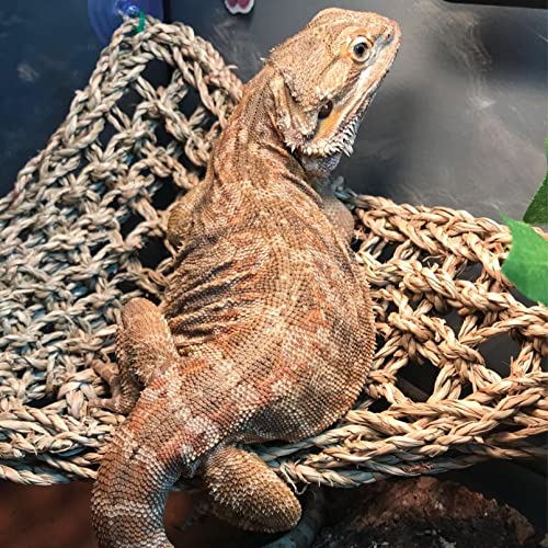 Bearded Dragon Hammock