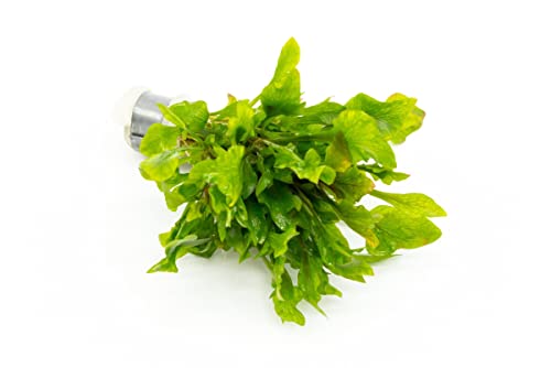 Live Aquarium Stem Plants (Lead Bunch - 1 Pack / Ammania Senegalensis)