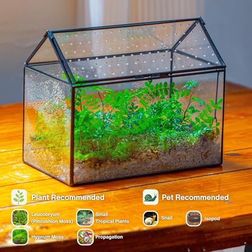 Glass Terrarium with Acrylic Lid