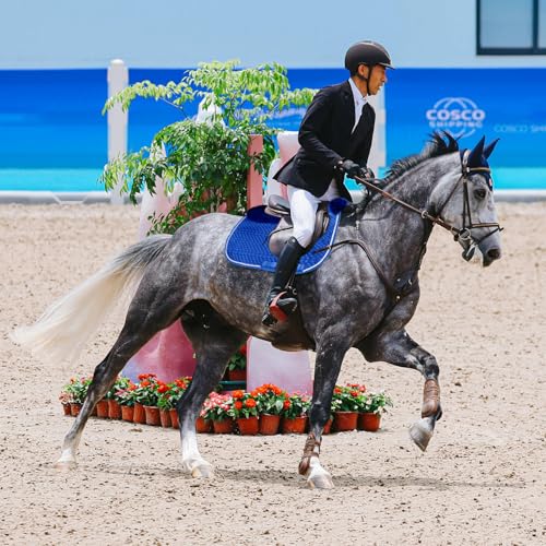 Dressage Saddle Pad English Sheepskin Trim Lambskin Wool Royal Blue (Royal Blue)