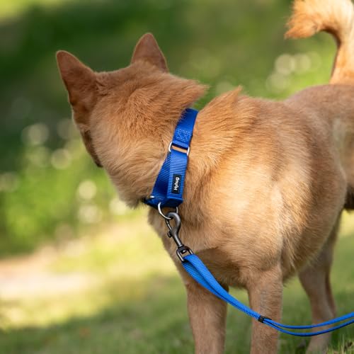 Martingale Collar for Dogs (XL / Bright Blue)