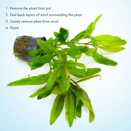 Live Plants Staurogyne Bihar (Pot - 1 Pack / Staurogyne Bihar)