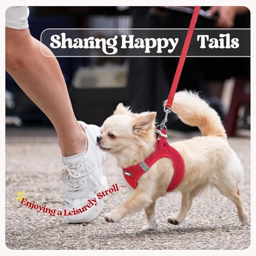 Dog Harness Small Sized and Leash Set (Red / Xs (chest: 13.3 - 15.5"))