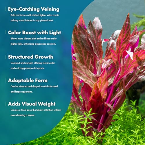 Live Aquarium Red Stem Plants (Lead Bunch - 1 Pack / Alternanthera Rosanervig)