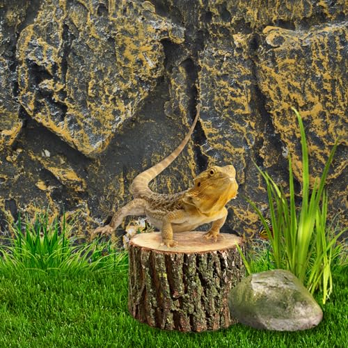 Rock Terrarium Background (【ROCK】)