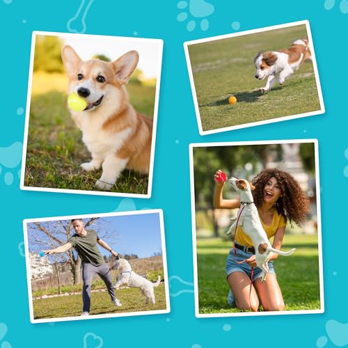 Tennis Balls for Dogs (2.5" Squeaky / 12 Pack, 4 Colors)