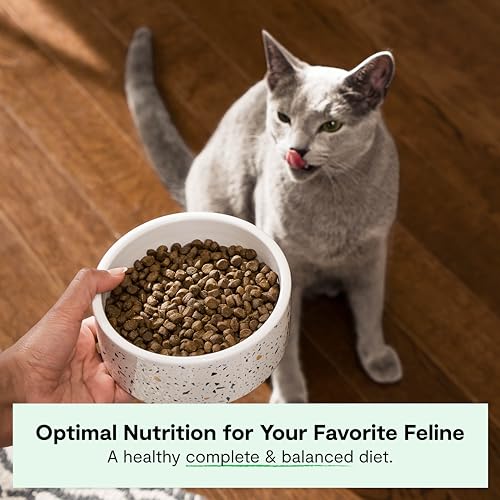 Grain Free Dry Cat Food (4 Pound (Pack of 1))