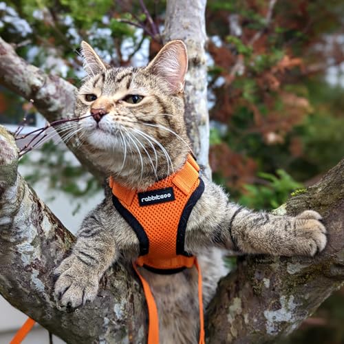 Cat Harness and Leash Set (M / Orange)
