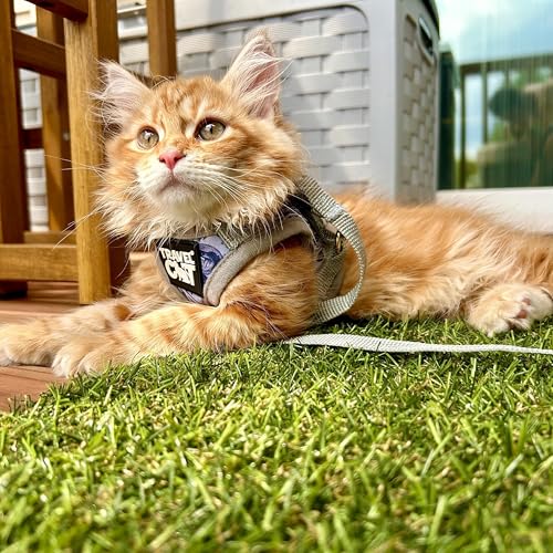 Travel Cat Harness and Leash Set (X-Small / Cash Cat)