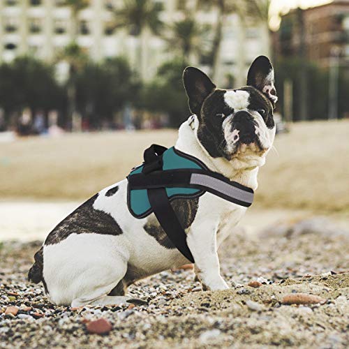 Dog Harness No (X-Small (Pack of 1) / Turquoise)