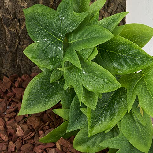 Fake Sweet Potato Vine (Fake Sweet Potato Vine)