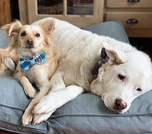 Boy Dog Collar with Bowtie (Blue Grid / X-Small (Pack of 1))