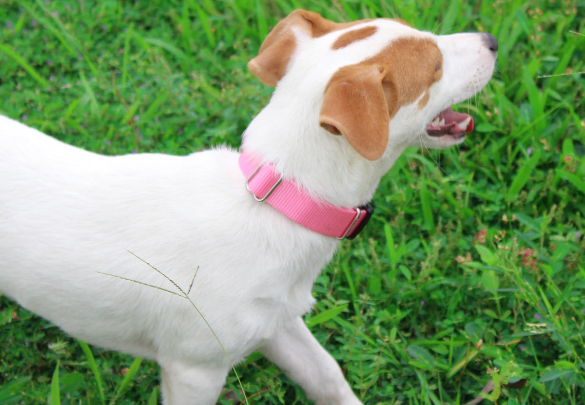 Nylon Dog Collar with Quick Release Buckle Soft Adjustable Sturdy for Small Medium Large Dogs Pink (BabyPink / M：13"-20")
