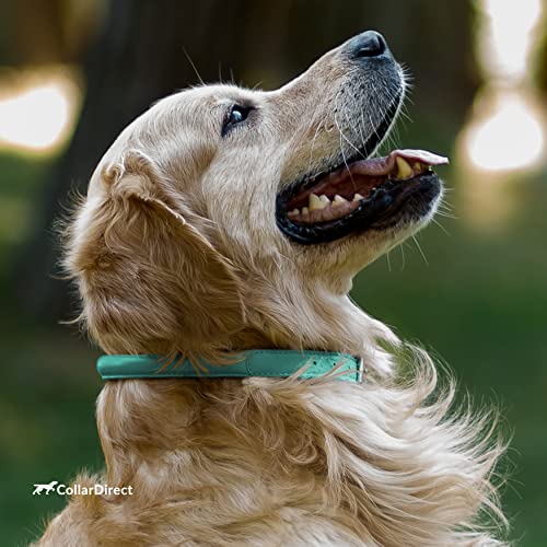 Tangle Free Rolled Leather Dog Collar