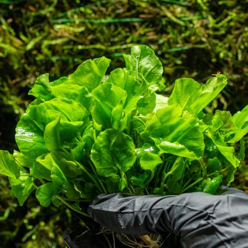 Live Plant Japanese Cress (Lead Bunch - 1 Pack / Cardamine Lyrata)