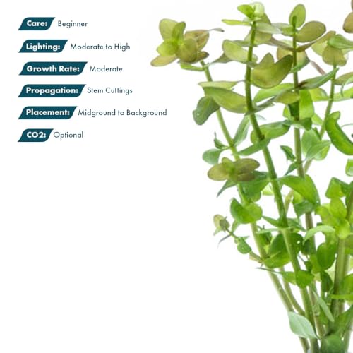 Live Aquarium Red Stem Plants