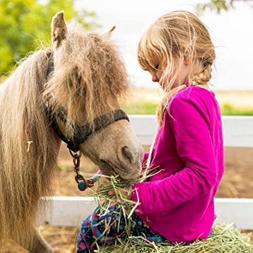 Orchard Grass Hay for Small Pets (3 Pound (Pack of 1))