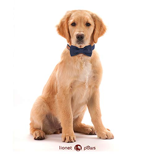 Boy Dog Collar with Bowtie (Blue Point / Small (Pack of 1))